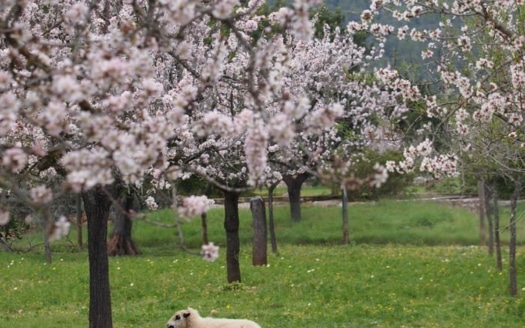 Mallorcas Mandelblüte,Llucmajor,Süßmandeln