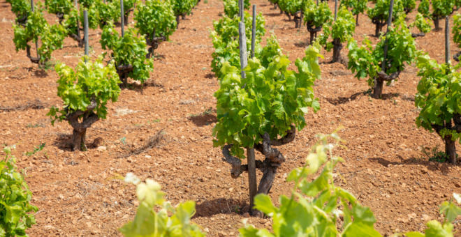 Propiedades en venta Binissalem,inmobiliaria Binissalem,inmobiliaria mallorca,villa en venta Binissalem,mallorca magazin,finca en venta mallorca,finca en venta Binissalem,propiedades de lujo Binissalem,casa en venta Binissalem,apartamiento Binissalem,propiedades en venta mallorca,villa en venta mallorca