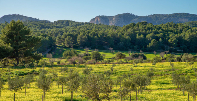 inmobiliaria calvia,inmobiliaria mallorca,propiedades en calvia,finca en venta calvia,inmobiliaria es capdella,villa en venta en calvia,calvia propiedades en venta,es capdella propiedades en venta,Propiedades en venta Calvia,villa en venta Calvia,mallorca magazin,finca en venta mallorca,propiedades de lujo Calvia,casa en venta Calvia,apartamiento Calvia,propiedades en venta mallorca,villa en venta mallorca