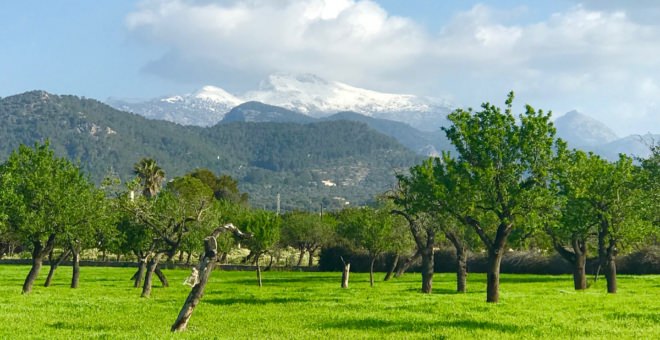 Propiedades en venta Binissalem,inmobiliaria Binissalem,inmobiliaria mallorca,villa en venta Binissalem,mallorca magazin,finca en venta mallorca,finca en venta Binissalem,propiedades de lujo Binissalem,casa en venta Binissalem,apartamiento Binissalem,propiedades en venta mallorca,villa en venta mallorca