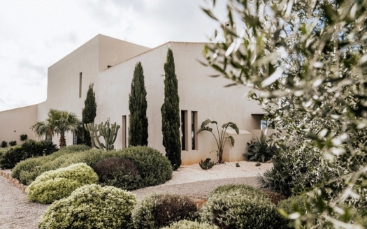 oleanderbüsche kaufen