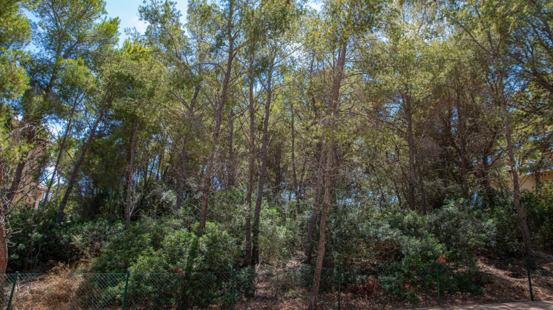 V-3336 Sol de Mallorca