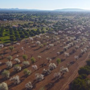 Corona Lage,Mandelblüte,spanische Lebensfreude