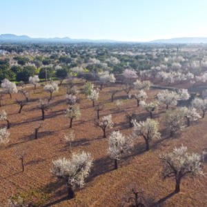 Corona Lage,Mandelblüte,spanische Lebensfreude