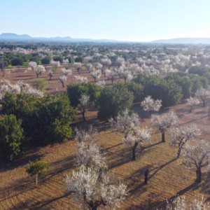 Corona Lage,Mandelblüte,spanische Lebensfreude