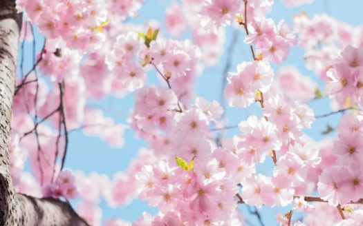 Real estate mallorca, property in Spain for sale, properties for sale mallorca, finca for sale mallorca, house for sale mallorca, property in majorca for sale, luxury apartment mallorca, real estate Santa Ponsa, luxury real estate mallorca