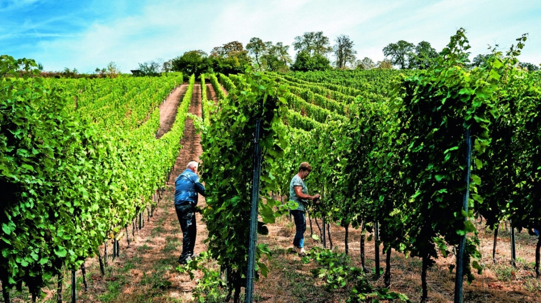 5295 Weinfeld in Vilafranca