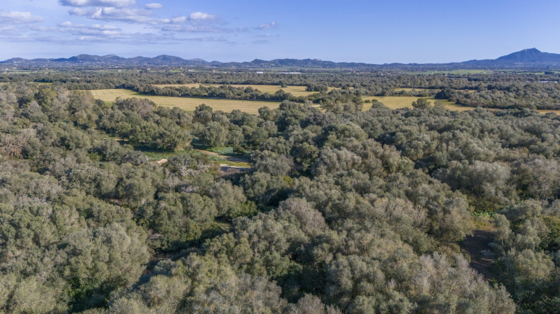 5209- Finca in Vilafranca De Bonany24