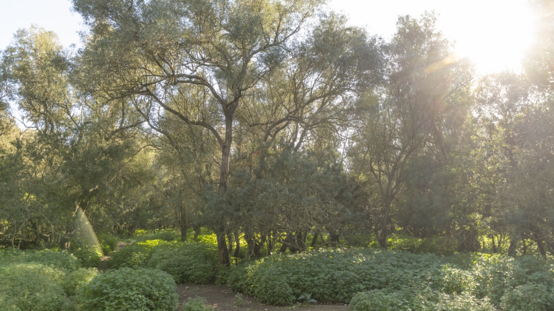 5209- Finca in Vilafranca De Bonany36