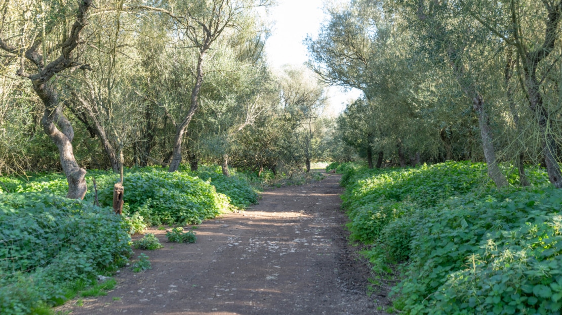 5209- Finca in Vilafranca De Bonany31