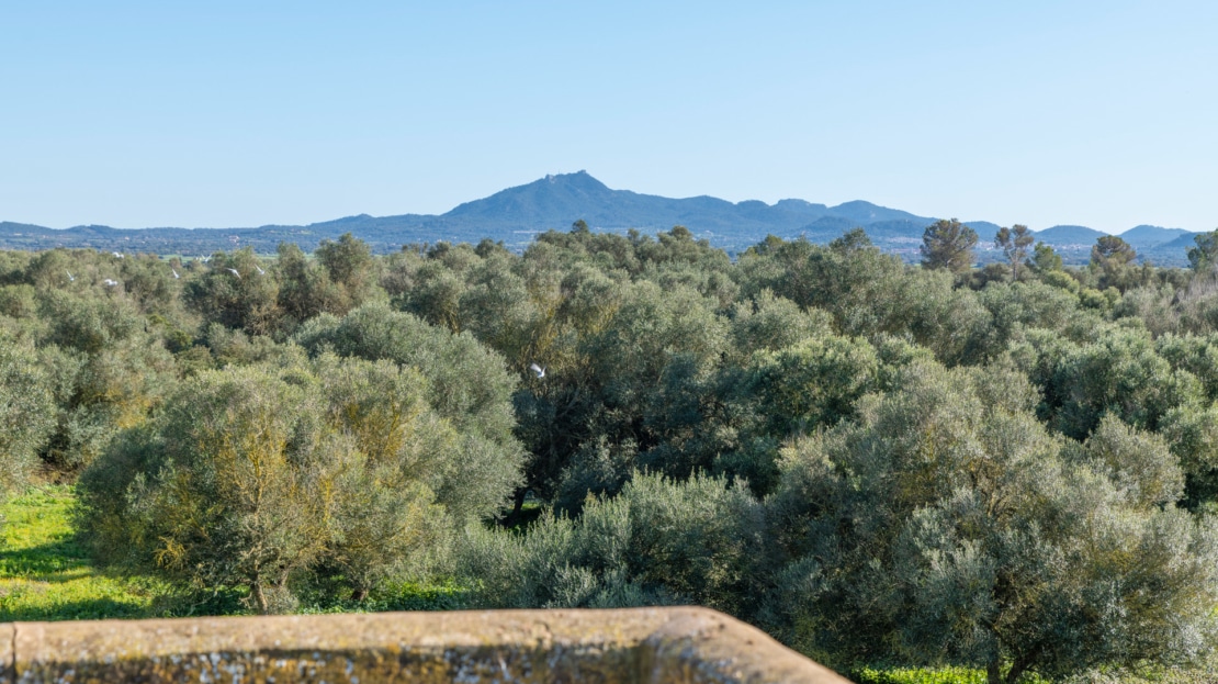 5209- Finca in Vilafranca De Bonany8