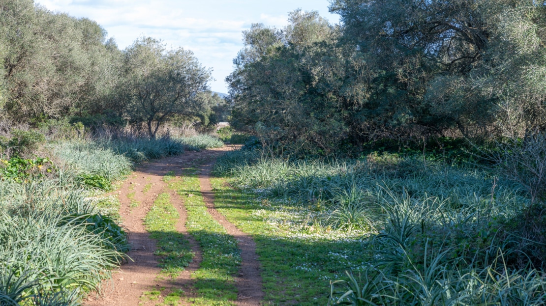 5209- Finca in Vilafranca De Bonany34