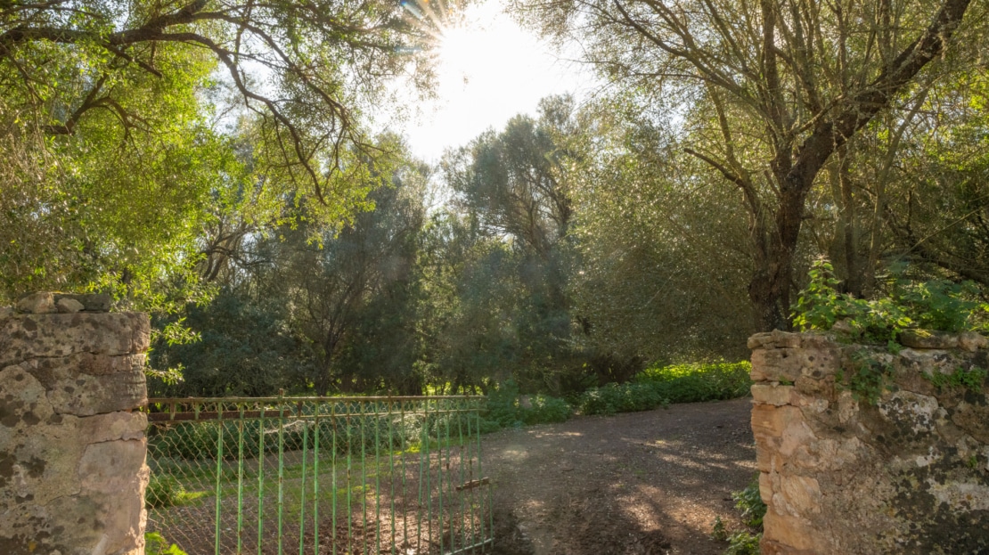 5209- Finca in Vilafranca De Bonany33