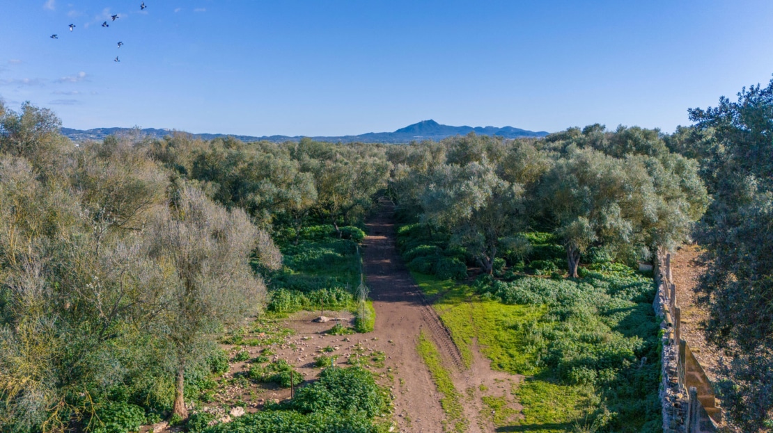 5209- Finca in Vilafranca De Bonany22