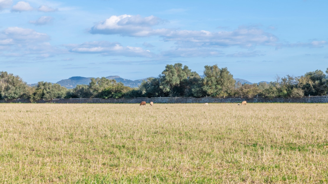 5209- Finca in Vilafranca De Bonany35